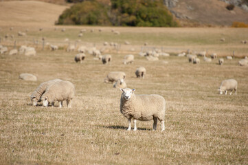 Sheep farm in new zealand