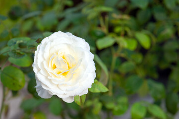White rose blooming tin the garden
