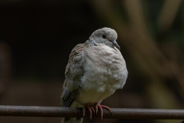 Selective focus shot of a fluffy Eurasian collared dove bird perched on a metal pole