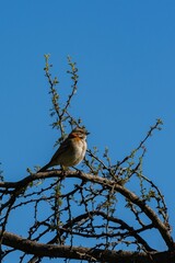 Vertical shot of a rufous-collared sparrow perched on a tree branch against a clear blue sky