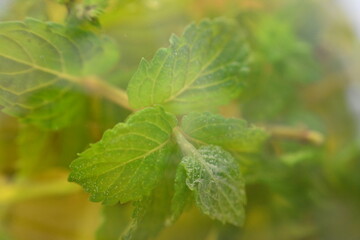 Makrofotografie  Pfefferminztee, Pfefferminzblätter und Teekanne.