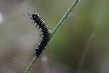Closeup shot of a Caterpillar (larval stage)
