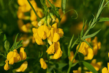 Blüten der Wiesen-Platterbse