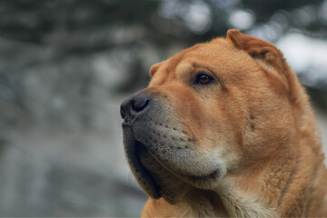 outdoor portrait of a dog
