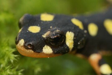 Closeup of yellow-spotted newt in the aquarium with green plants