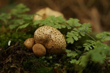 Selective focus shot of Scleroderma citrinum fungus by green plants in the woods