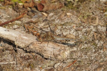 Shallow focus shot of Common darter dragonfly on wooden log