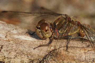 Closeup of Common darter dragonfly on wooden surface