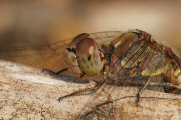 Closeup of Common darter dragonfly on wooden surface