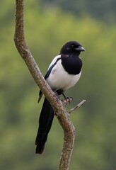 White and black bird perching on a tree branch