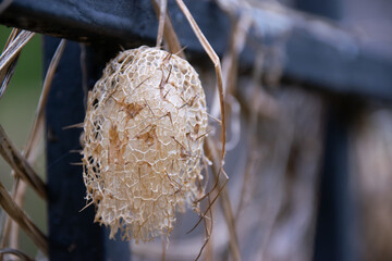 dried mad cucumber on a dark blurred background