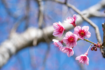 Soft focus Cherry blossoms, Pink flowers background.