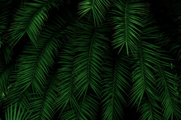Palm leaves and tropical green shadows, abstract nature background