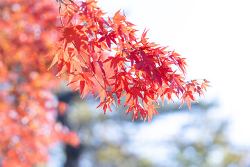 紅葉　もみじ