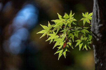 紅葉　もみじ