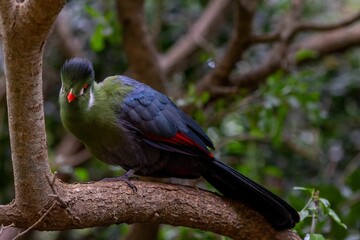 Closeup shot of a white-cheeked turaco bird perched on a tree branch in the daylight