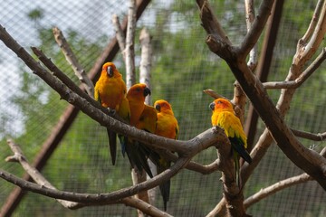 Closeup shot of a pandemonium of sun parakeet parrots perched on a tree branch in the zoo