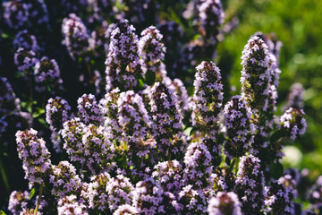 Fleurs mauves dans le jardin en été