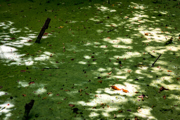 Marais et lentilles d'eau