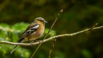 Closeup of chaffinch perching on tree branch