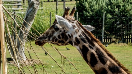 Giraffe standing in greenery field
