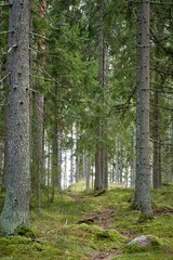 Vertical of a forest trail surrounded by dense forest trees with tall trunks