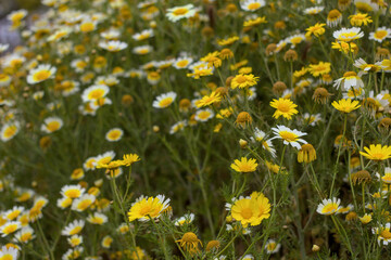 Flores blancas o margaritas