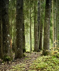 Hiking path in a dense forest with naked trees