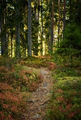 Vertical of a scenic forest trail leading through tall trees surrounded by flowering wild plants