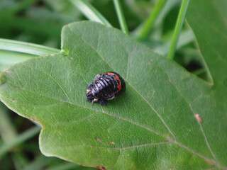 Pupa of the harlequin ladybird beetle (Harmonia axyridis) on a bright green leaf
