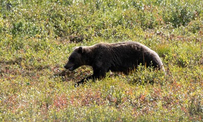 Brown grizzly bear walking in the green field on a sunny summer day