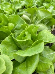 fresh spinach leaves