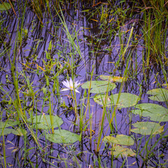 selective focus picture of a water lily in the pond