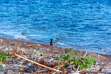Bird walking along the shore of the sea. Gialova beach, Greece