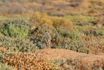 Erdmännchen in einer Savannenlandschaft bei Oudtshoorn Südafrika