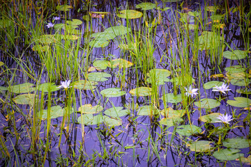 selective focus picture of a water lily in the pond