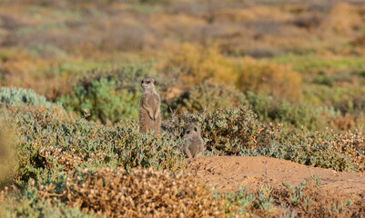 Erdmännchen in einer Savannenlandschaft bei Oudtshoorn Südafrika