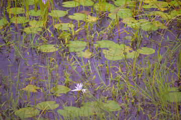 selective focus picture of a water lily in the pond