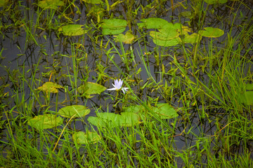 lotus in a pond