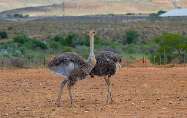 Naklejka premium Afrikanische Strauße auf einer Straußenfarm in der Halbwüstenlandschaft Oudtshoorn Südafrika