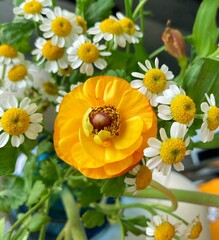 Selective focus shot of yellow Persian buttercup and feverfew flowers in the garden