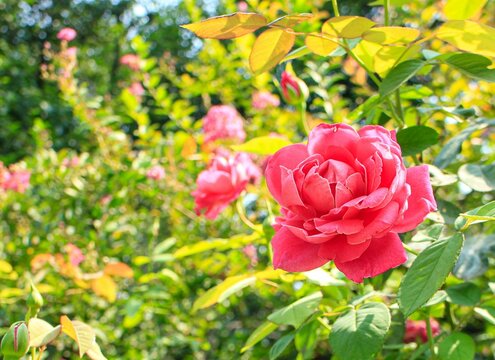 Selective focus of bright pink roses in the garden