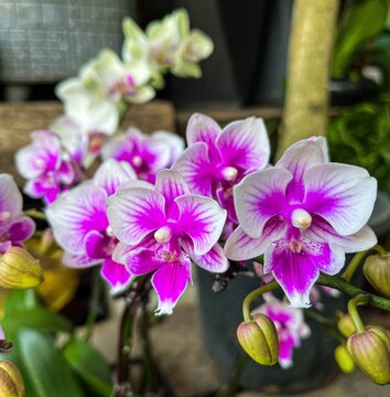 Selective focus shot of white and purple Doritaenopsis flowers in the garden
