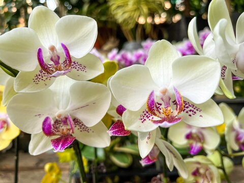 Closeup of white and purple orchid flowers in the garden