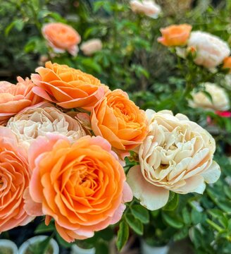 Vertical selective focus shot of orange roses in the garden