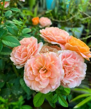 Vertical selective focus shot of peachy roses in the garden
