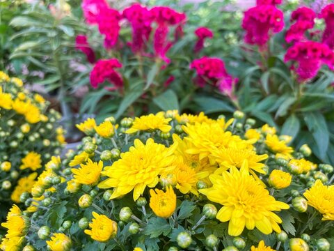 Selective focus shot of yellow Chrysanthemum flowers in the garden