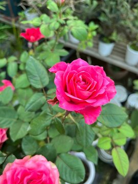 Vertical selective focus shot of bright pink roses in the garden