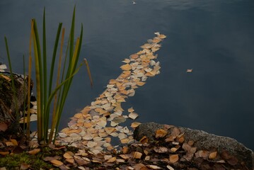 Closeup shot of autumnal leaves floating on a calm lake