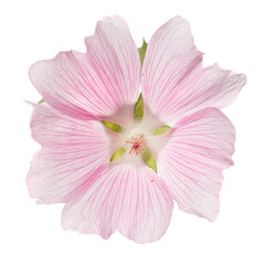 Pink mallow flowers isolated on white background.